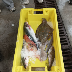 IMG-20260203-WA0001