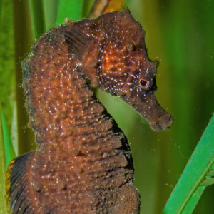 hippocampe-slider-2-800x533